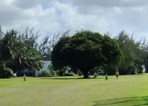 Seventh tree