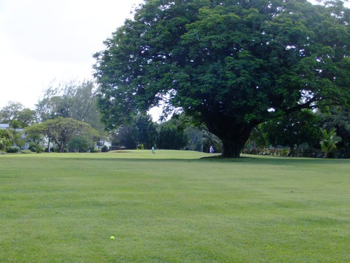 Seventh tree