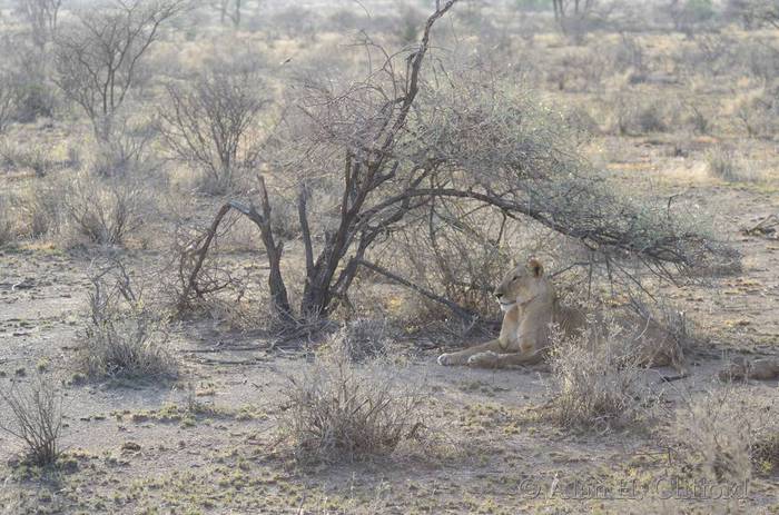 Lion